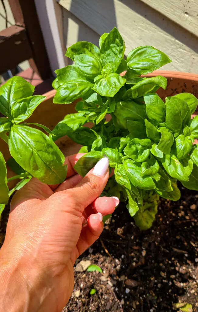 hand picked leaves off basil plant